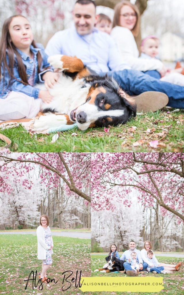 NOVA Family Mini Sessions by alison bell photographer