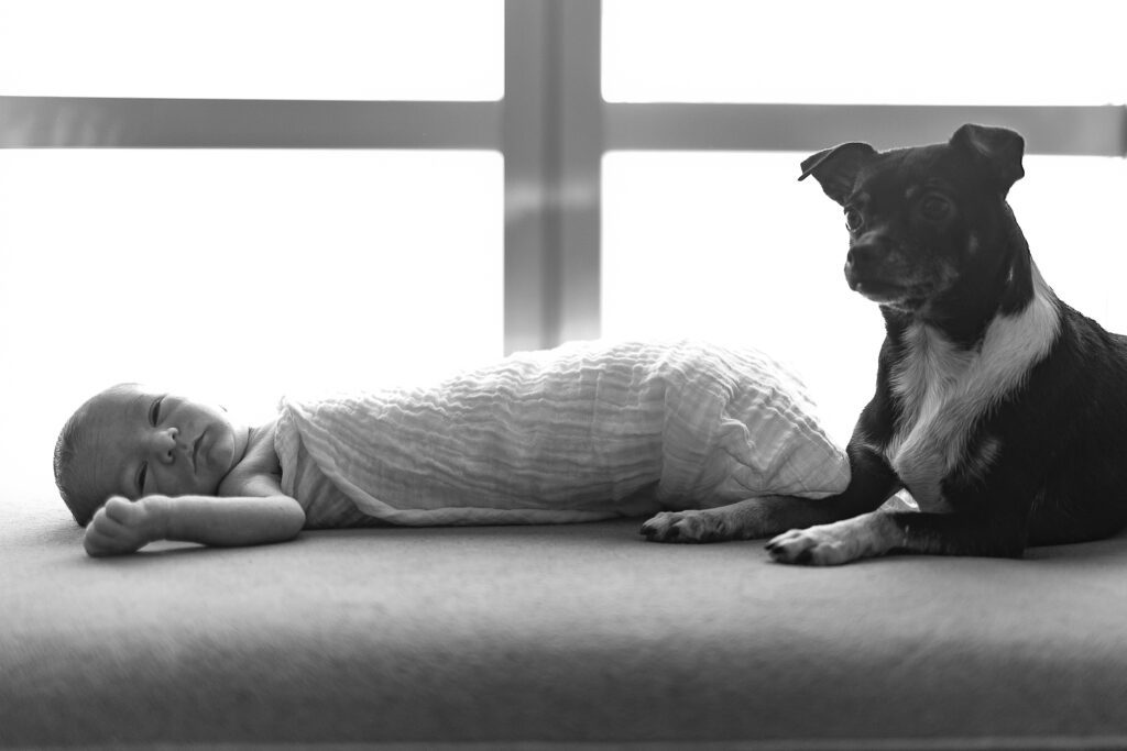 Dogs and newborn photos together by Alison bell, Photographer