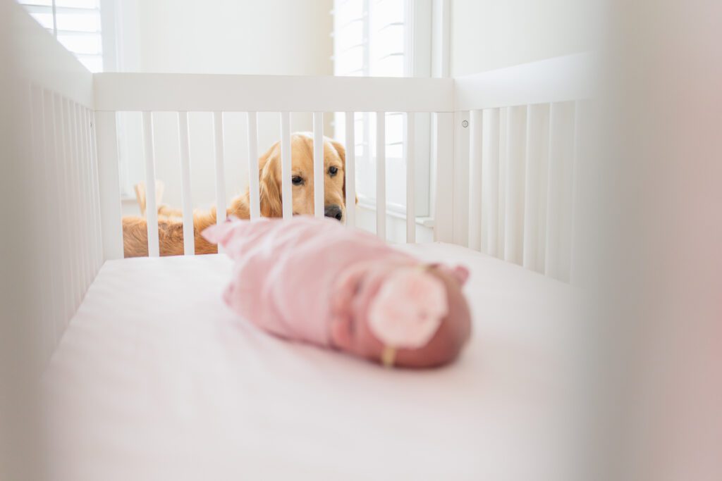 Dogs and newborn photos together by Alison bell, Photographer