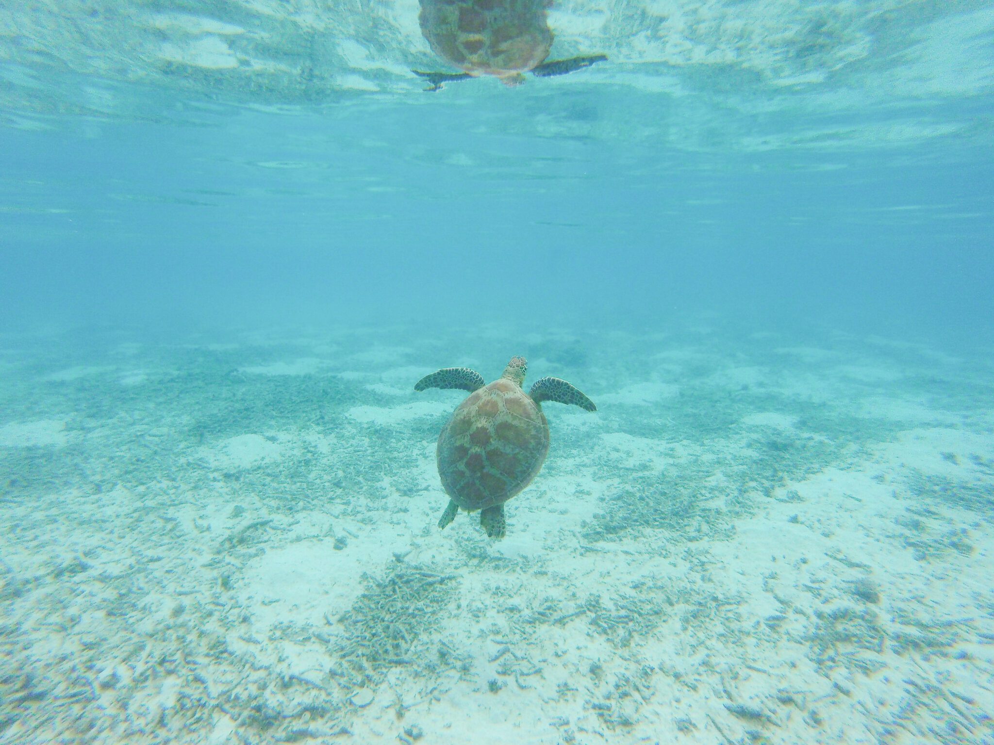 SNORKELING FOR BEGINNERS OAHU visual data 2