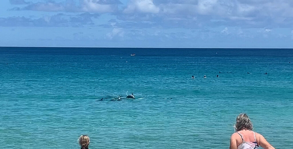 best snorkeling on oahu waimea bay