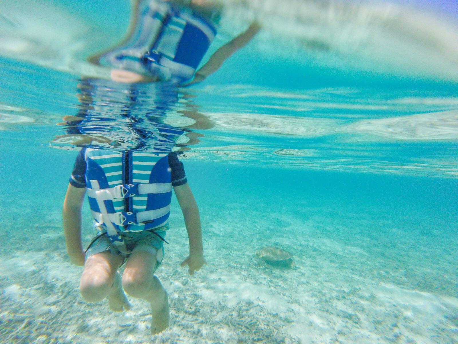 2024 Best Snorkeling in Oahu Top 5 Alison Bell Photographer
