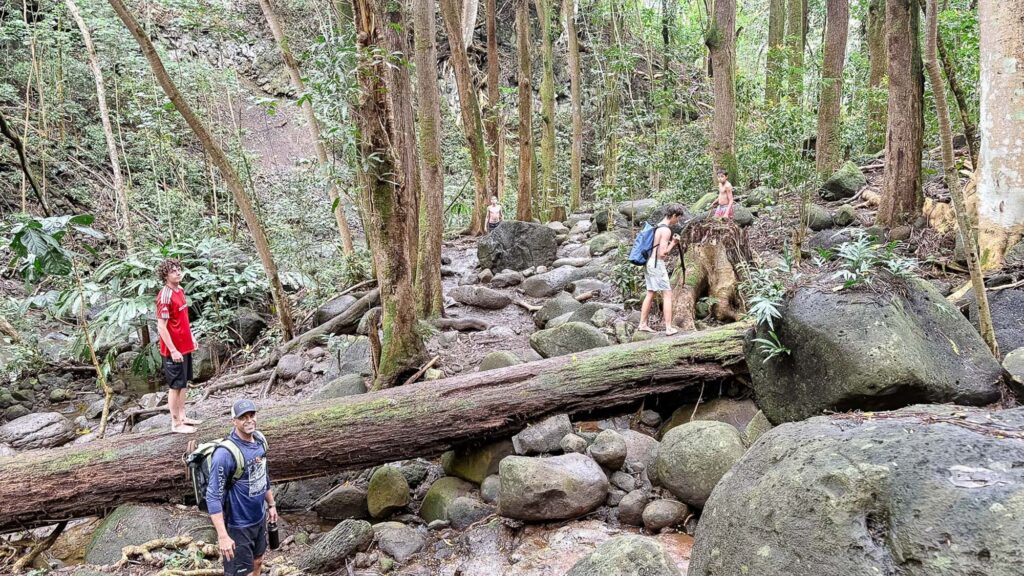 Family hiking through a forest trail with rocks and fallen trees in Kauaʻi, Hawaii. Photography by Alison Bell, photographer in Hawaii.