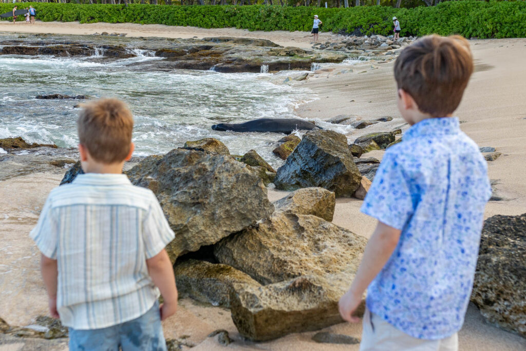 secret beach ko olina oahu photos two little boys looking at a Hawaiian monk seal. 
